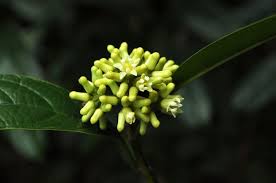 Image result for Metteniusaceae
