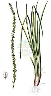 Image result for Juncaginaceae