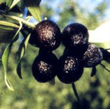 L Olive Noire De Nyons