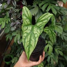 Image result for Cercestis