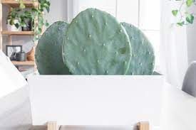 My mom and dad kept telling me i was nuts, but it. How To Propagate Prickly Pear Cactus Using Pads Vinyl Plank Flooring Vinyl Plank Plank Flooring