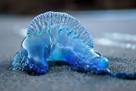 A Blue Bubble Or Blue Bottle In Austrailia Is Not Actually A Jellyfish But Its Stingers Can Hu Deadly Animals In Australia Most Deadly Animal Australia Animals