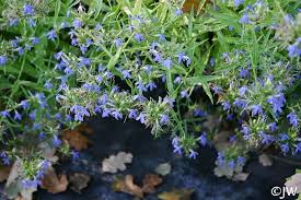 Image result for Lobelia uliginosa