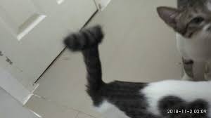 Maybe you would like to learn more about one of these? Krummer Schwanz Normal Katzen Forum Dogforum De Das Grosse Rasseunabhangige Hundeforum