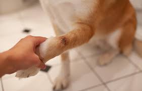 Image result for hotspot dogs