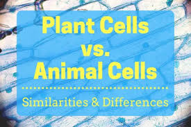 Trying to find unique concepts is one of the interesting actions however it can as well be. Plant Cells Vs Animal Cells With Diagrams Owlcation