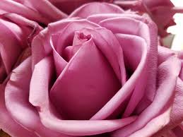 The Real Meanings Behind 11 Rose Colors Rose Color Meanings Color Meanings Rose Color