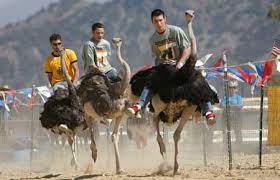 It's a sight you won't see anywhere else except virginia city. Haerr Trippin The Camel Races In Virginia City