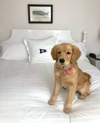Situated alongside the willamette river near downtown eugene, you're sure to find everything you'll need during your stay within a short walk or drive. The Best Dog Friendly Hotels In The U S Travel Leisure
