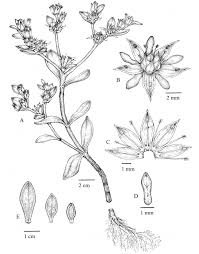 Image result for Sesamum parviflorum
