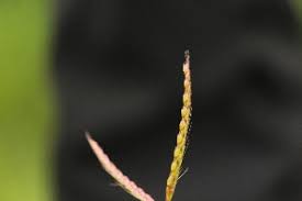 Image result for Ischaemum afrum