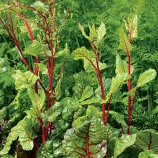 When Swiss Chard Bolts What To Do When Chard Starts To Go To Seed Http Www Organicgardening Com Le Organic Gardening Organic Gardening Magazine Garden Design