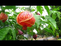Image result for Abutilon austro-africanum