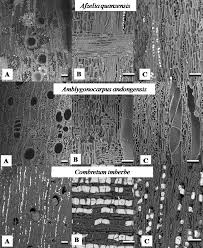 Image result for Amblygonocarpus andongensis