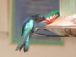 Fill your hummingbird feeder with the cooled sugar water and place it outside. Homemade Hummingbird Food Nectar Recipe Feeder Care Faq Homestead And Chill