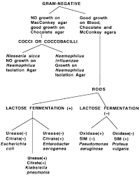 Unknown Bacterial Identification Chart Www