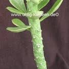 Image result for Monadenium lugardiae