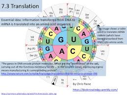 Bioknowledgy Presentation On 7 3 Translation Ahl