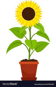 Sunflower Plant In Flower Pot Royalty Free Vector Image Planting Sunflowers Flower Pots Sunflower