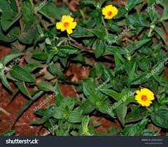 Image result for Hoslundia