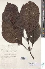 Image result for Psychotria bugoyensis