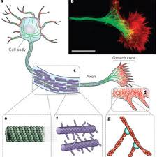 Check spelling or type a new query. Pdf Cell Mechanics And The Cytoskeleton