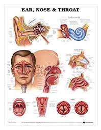 Ent Ear Nose And Throat Anatomical Chart Amazon Com
