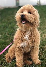 Goldendoodles Teacup Goldendoodle Puppies Precious Doodle Dogs Goldendoodle Goldendoodle Puppy Teacup Goldendoodle