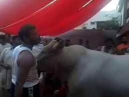 Viral studio 25.208 views2 year ago. Abid Bhai Ka Bakra Qurbani In Malir By Arsalan4222