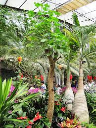 Image result for Vernicia