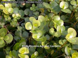 Image result for Marsilea burchellii