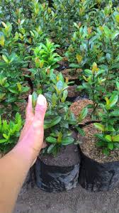 Untuk memenuhi kebutuhan berbagai jenis kebutuhan di rumah anda, tersedia berbagai macam pilihan bibit bunga saffron dengan material, desain & model terlengkap di tokopedia. Jual Beli Bibit Ready Yuk Bibit Bunga Suko India Harga Murah Meriah 10 000 An Ambil 10 Harga 90 000 Grosir Harga Beda Ya Bos Ku Facebook