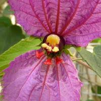 Image result for Dalechampia capensis