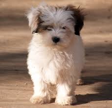 Puppies grow quickly at first, with most of their growth happening in the first few months. All About The Shih Tzu Maltese Mix Aka Mal Shi Shihtese Or Malti Tzu