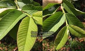 Mengandungi vitamin c 5x ganda radi oren. Banyak Khasiat Daun Jambu Batu Yang Mungkin Kita Tak Tahu Iamfuzy Com