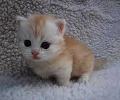 Munchkin kittens make wonderful family pets. Kittens For Sale In My Area Or Kittens For Free Los Angeles Versus Kittens And Puppies Happy Birthday Baby Animals Kitten Pictures Munchkin Cat