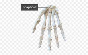Maybe you would like to learn more about one of these? Scaphoid Bone Hand Skeleton Diagram No Labels Hd Png Download Vhv