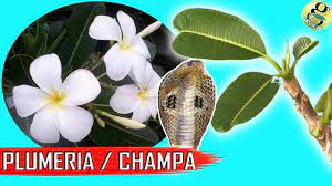 Check spelling or type a new query. Plumeria Champa Types Plumeria Care Tips Plumeria Cuttings Youtube