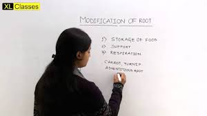 Since then various root conditioners have been used which include e.g., citric Neet Bio Morphology In Plants Modifications Of Root Youtube