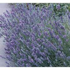 2 5 Quart In Pot English Lavender L6071 At Lowes Com Potted Lavender English Lavender Plants