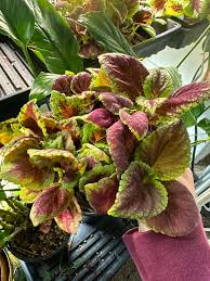 Image result for Coleus meyeri