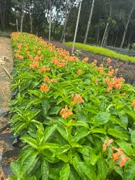 Image result for Crossandra infundibuliformis