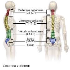 .i halsvirvelsøyla (nn) vertebrae cervicales, vértebras cervicales (es); Disquectomia Cervical Anterior Care Guide Information En Espanol