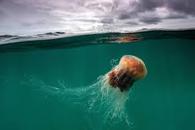 Quallen-Invasion - Folgen für Einwohner und Ökosystem !~Wie Medusen die Ozeane verändern - Beobachtung und Erkenntnisse der Forschenden