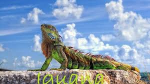 Ownership (or rentership) of ground tugs at a series of primal instincts to cultivate, to promote growth, to improve, and ultimately … 17 Interesting Facts About Iguana Ohfact