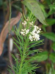 Image result for Asclepias graminifolia