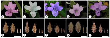 Image result for Barleria tanzaniana