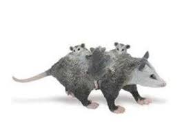 Possum Plush Baby Animals Animals North American Wildlife