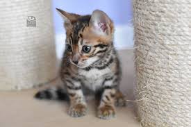 The bengal cat is a domesticated cat breed created from hybrids of domestic cats, especially the spotted egyptian mau, with the asian leopard cat (prionailurus bengalensis). Koty Bengalskie Aktualnie Dostepne Kocieta Bengalskie