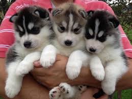 Browse thru thousands of siberian husky dogs for adoption in illinois, usa area , listed by dog rescue organizations and individuals, to find your match. Blue Eyed Husky Puppies Novocom Top